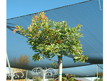 Arbutus tree