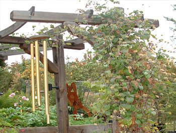 Clematis vine